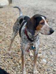 Reunited Female Dog last seen SE Winston-Salem, Old Plantation Circle, Peace Haven, Winston-Salem, NC 27104