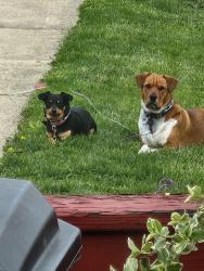 Reunited Female Dog last seen Old Newport St, Nanticoke, PA 18634