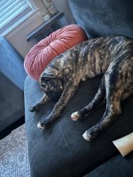 Reunited Female Dog last seen Ettman st, Shrub Oak, NY 10588