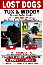 Lost Male Dog last seen Forest grove Baptist church, Alachua, FL 32615