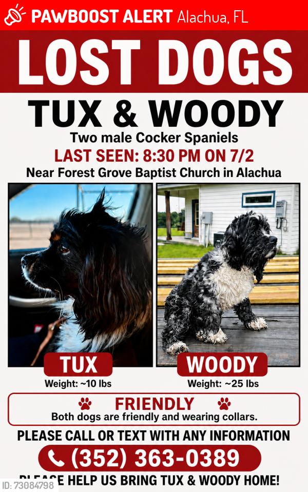 Lost Male Dog last seen Forest grove Baptist church, Alachua, FL 32615