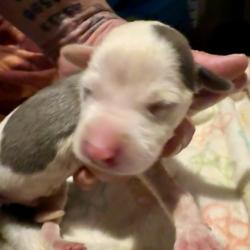 Shelter Stray Male Dog last seen 59th and Lawn, 64130, MO, 7077 Elmwood Ave, Kansas City, MO 64132, USA