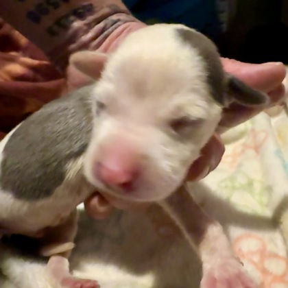 Shelter Stray Male Dog last seen 59th and Lawn, 64130, MO, 7077 Elmwood Ave, Kansas City, MO 64132, USA