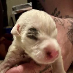 Shelter Stray Male Dog last seen 59th and Lawn, 64130, MO, 7077 Elmwood Ave, Kansas City, MO 64132, USA