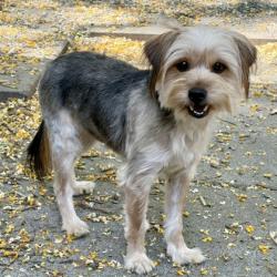 Shelter Stray Female Dog last seen 98th and San Leandro, Oakland, CA, 1101 29th Ave, Oakland, CA 94601, USA