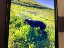 Reunited Male Dog last seen Grove Redwood road Centerstreet, Castro Valley, CA 94546