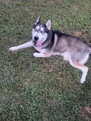 Reunited Male Dog last seen Near little bartons creek rd water shied Baptist church, Cumberland Furnace, TN 37051