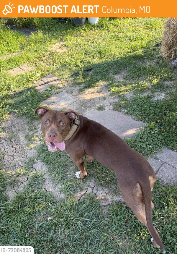 Found/Stray Unknown Dog last seen Creasy springs, Columbia, MO 65202