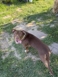 Found/Stray Unknown Dog last seen Creasy springs, Columbia, MO 65202