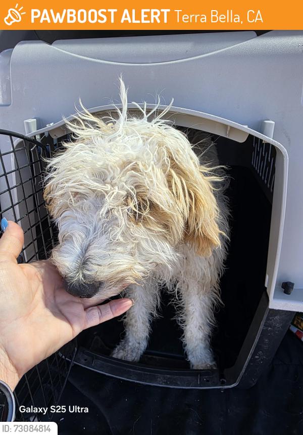 Found/Stray Male Dog last seen Terra Bella, Ca, Terra Bella, CA 93270