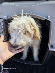 Found/Stray Male Dog last seen Terra Bella, Ca, Terra Bella, CA 93270
