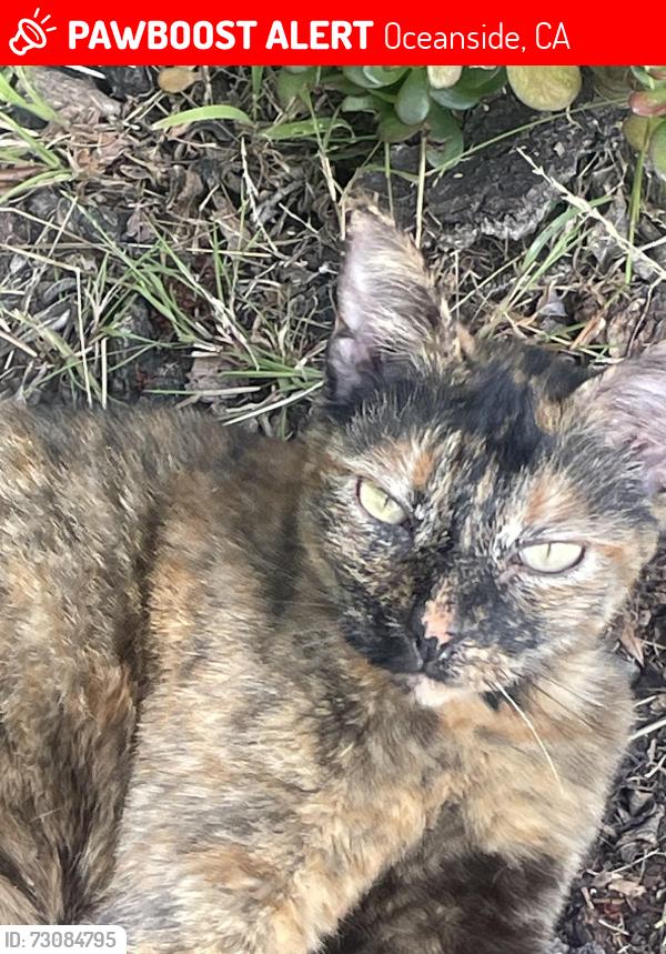 Lost Female Cat last seen Elsinore, Oceanside, CA 92056