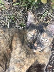 Lost Female Cat last seen Elsinore, Oceanside, CA 92056