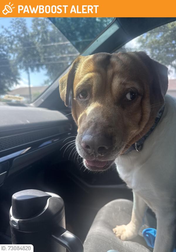Found/Stray Male Dog last seen Bellamy Brothers and 54, Bellamy Brothers Blvd, FL 33576