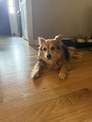 Reunited Female Dog last seen Holly Spring & Holly Creek Dr, Marietta, GA 30062