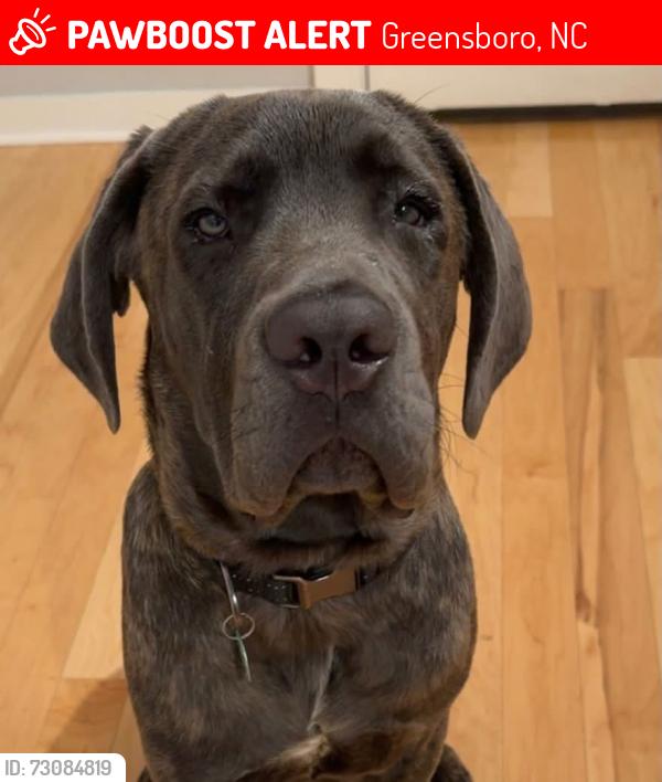 Lost Male Dog last seen Hicone Rd, Greensboro, NC 27405