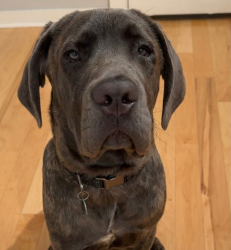 Lost Male Dog last seen Hicone Rd, Greensboro, NC 27405