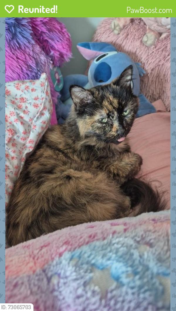 Reunited Female Cat last seen Albert and Albany, Oshawa, ON L1H
