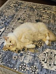 Reunited Female Cat last seen Colebrooke, town and country, and Ferry Road, Fredericksburg, VA 22405