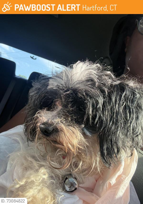Found/Stray Female Dog last seen Enfield st Hartford ct, Hartford, CT 06112