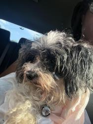Found/Stray Female Dog last seen Enfield st Hartford ct, Hartford, CT 06112