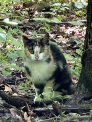 Found/Stray Unknown Cat last seen State Game Lands Dirt Rd in Weiser State Forest off of Centre Turnpike, Port Clinton, PA 19526