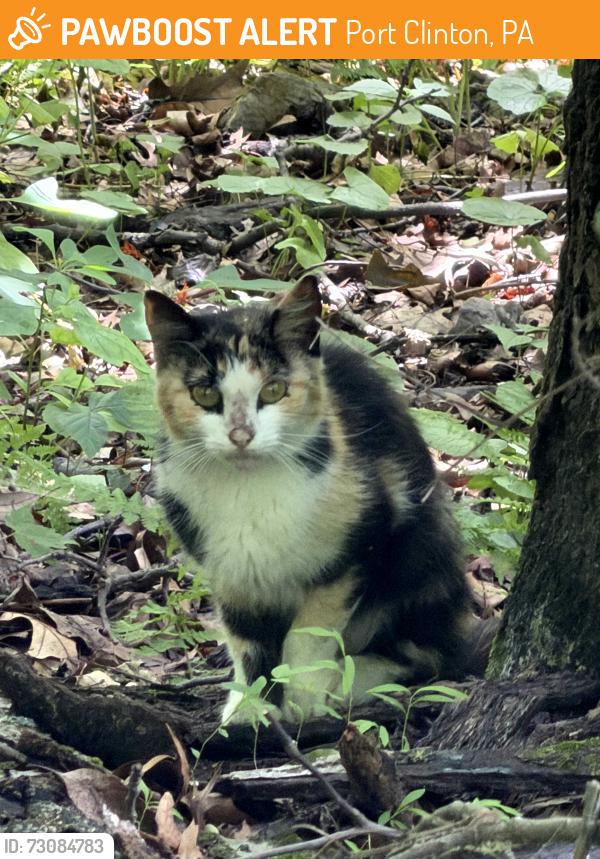Found/Stray Unknown Cat last seen State Game Lands Dirt Rd in Weiser State Forest off of Centre Turnpike, Port Clinton, PA 19526