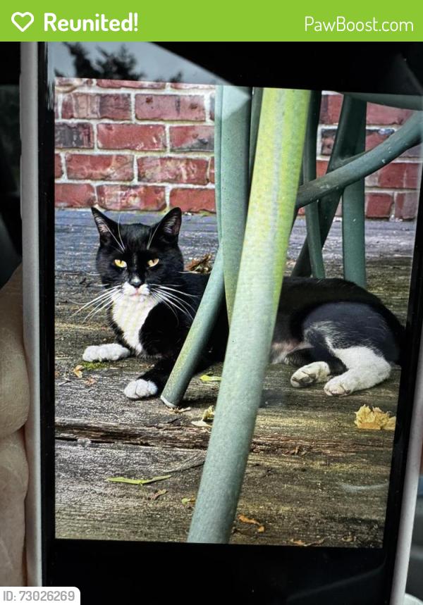 Reunited Unknown Cat last seen Kipling and and Mattice Ave, Toronto, ON 