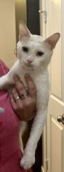 Found/Stray Male Cat last seen Near Keller Springs Rd, Addison, TX 75001