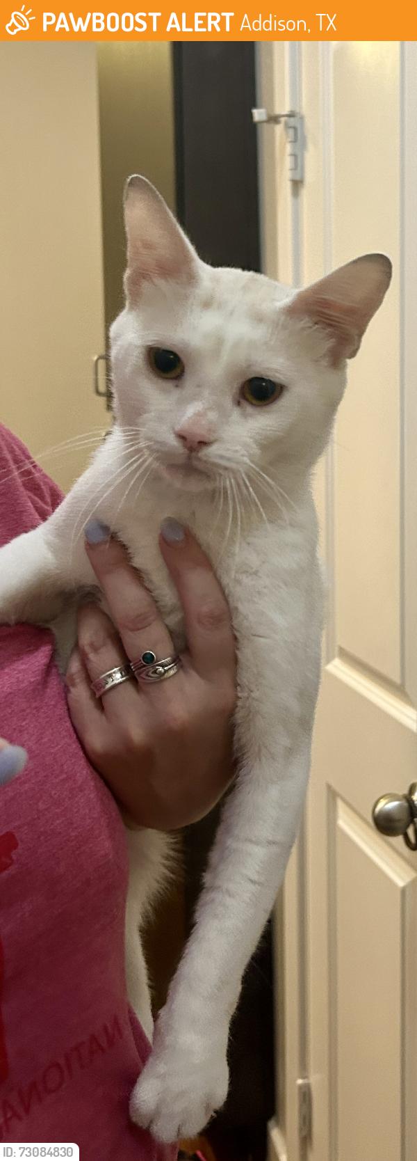 Found/Stray Male Cat last seen Near Keller Springs Rd, Addison, TX 75001