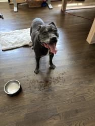 Found/Stray Male Dog last seen shanendoah, Durham, NC 27704