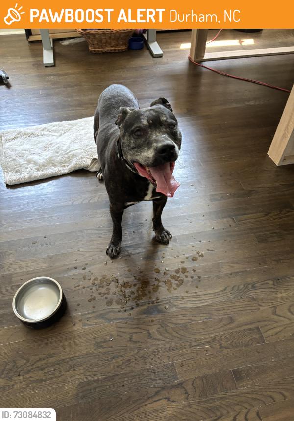 Found/Stray Male Dog last seen shanendoah, Durham, NC 27704