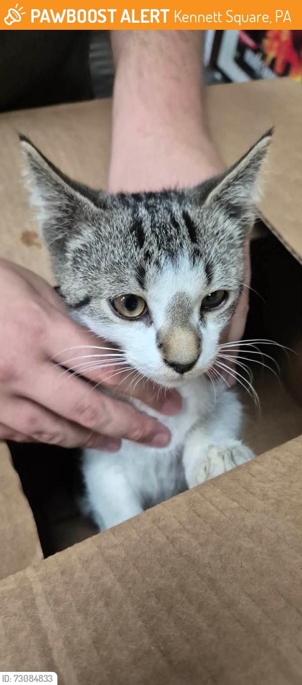 Found/Stray Unknown Cat last seen In parking lot near townhouse construction, Kennett Square, PA 19348
