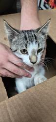 Found/Stray Unknown Cat last seen In parking lot near townhouse construction, Kennett Square, PA 19348
