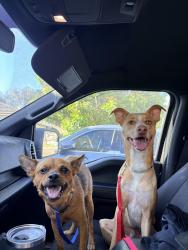 Found/Stray Unknown Dog last seen Avenida De La Reina, Temecula, CA 92592