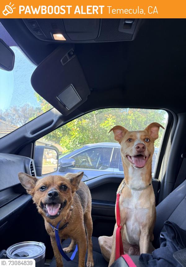 Found/Stray Unknown Dog last seen Avenida De La Reina, Temecula, CA 92592