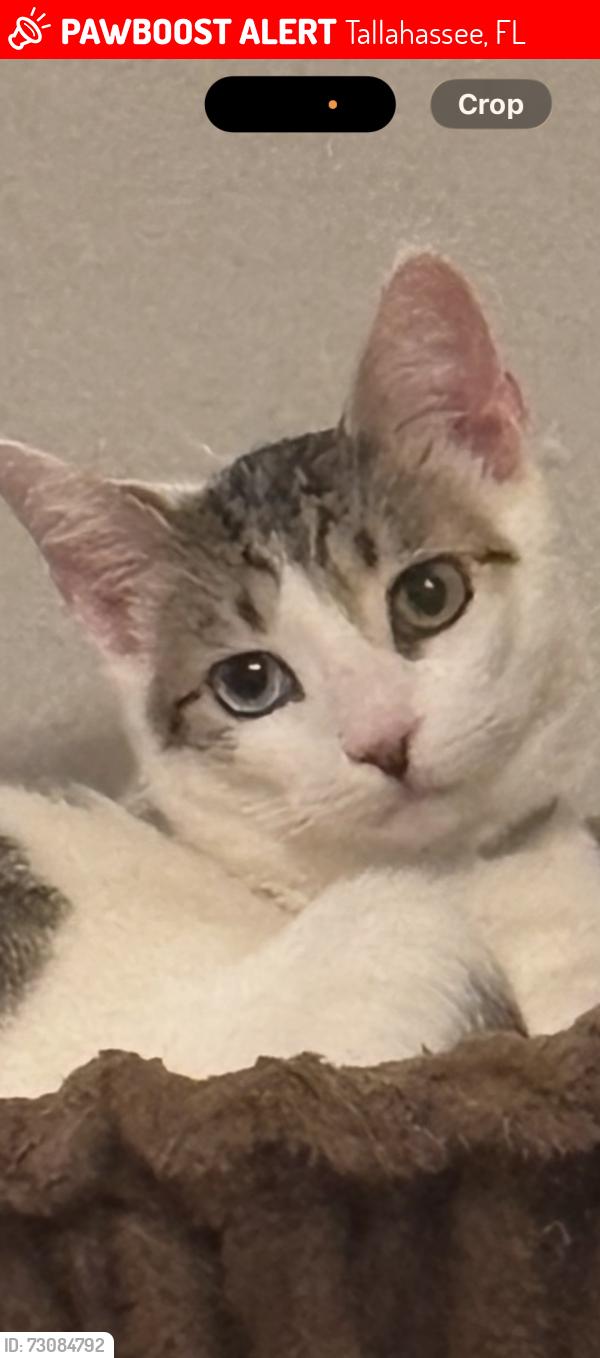 Lost Male Cat last seen Near 926 Bar and Grill, Tallahassee, FL 32303