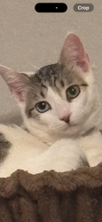 Lost Male Cat last seen Near 926 Bar and Grill, Tallahassee, FL 32303