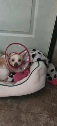 Reunited Female Dog last seen Groesbeck, Bryan, TX 77803
