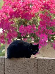 Lost Female Cat last seen Near E Camelback Rd, Phoenix, AZ 85016, Phoenix, AZ 85016
