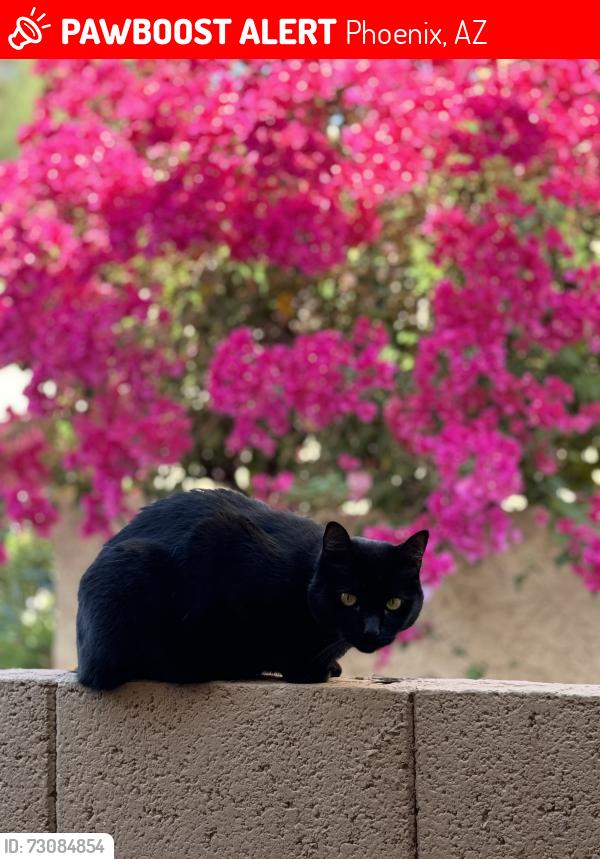 Lost Female Cat last seen Near E Camelback Rd, Phoenix, AZ 85016, Phoenix, AZ 85016