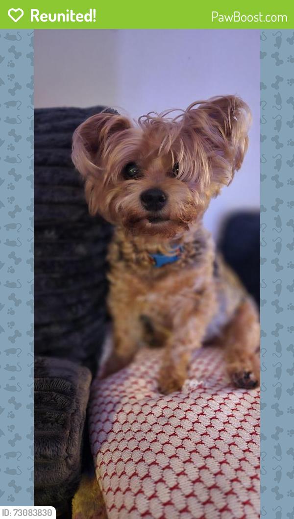 Reunited Female Dog last seen Pinellas Point Dr S and Skyway lane , St. Petersburg, FL 33712