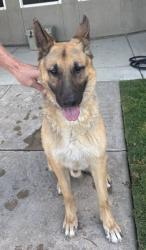 Reunited Male Dog last seen W Figarden Dr & Sierra, Fresno, CA 93722