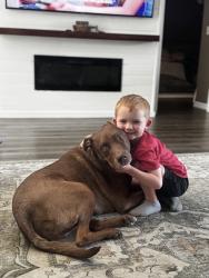 Reunited Male Dog last seen Belleview heights , Summerfield, FL 34491