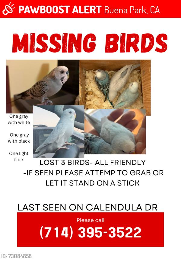 Lost Male Bird last seen Calendula, Buena Park, CA 90620