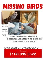 Lost Male Bird last seen Calendula, Buena Park, CA 90620