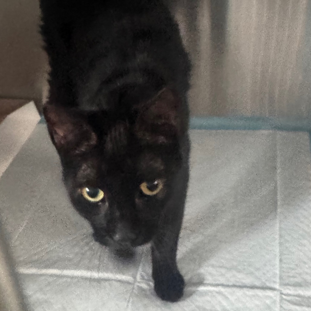 Shelter Stray Male Cat last seen , 3040 FL-590, Clearwater, FL 33759, USA