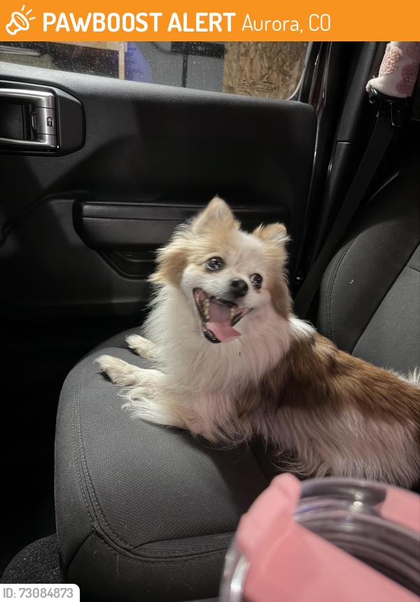 Found/Stray Female Dog last seen Iliff and Naples, Aurora, CO 80013