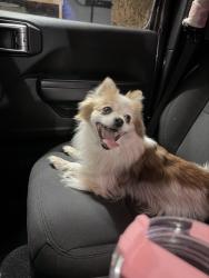 Found/Stray Female Dog last seen Iliff and Naples, Aurora, CO 80013
