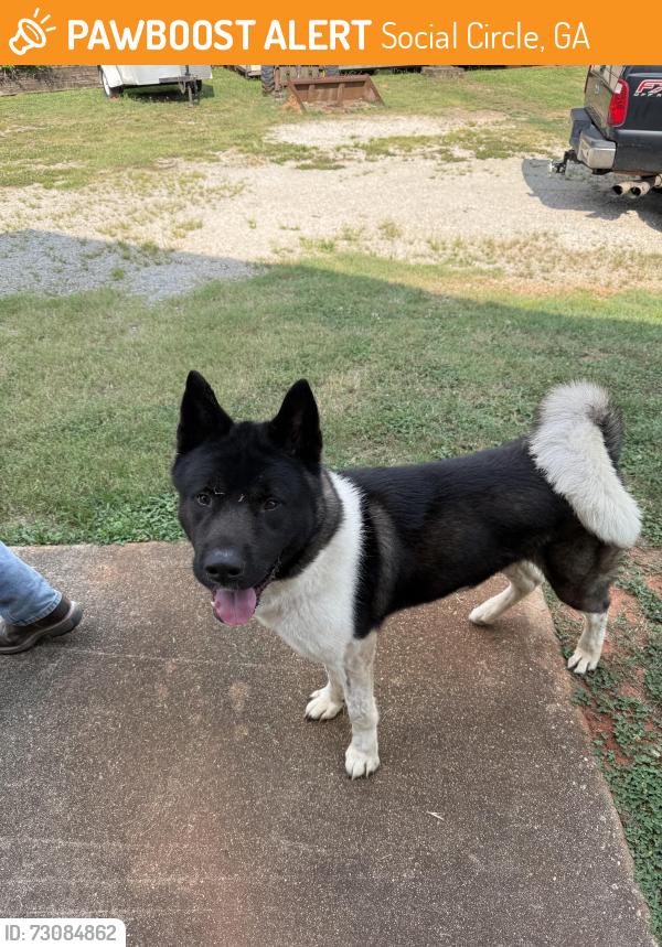Found/Stray Male Dog last seen River Cove entrance, Social Circle, GA 30025